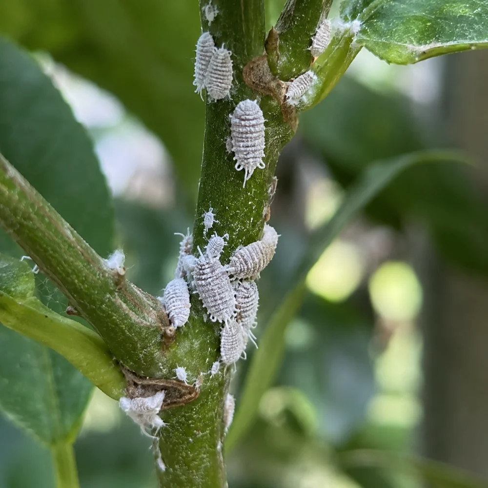 Cochenilles farineuses sur une tige