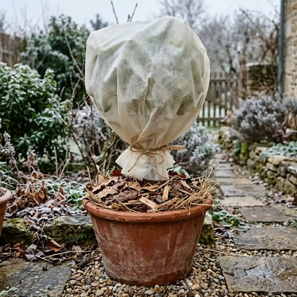 Agrume en pot emballé dans un voile d'hivernage, paillage au pied, en hiver