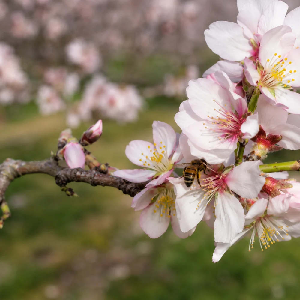 Abeille pollinisant les fleurs d'amandier au printemps