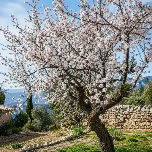 Amandier en pleine floraison blanc rosé en fin d'hiver dans le Midi de la France