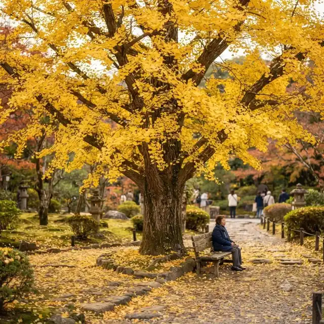 Ginkgo biloba en automne avec feuilles or pur, Arbre aux Quarante Écus