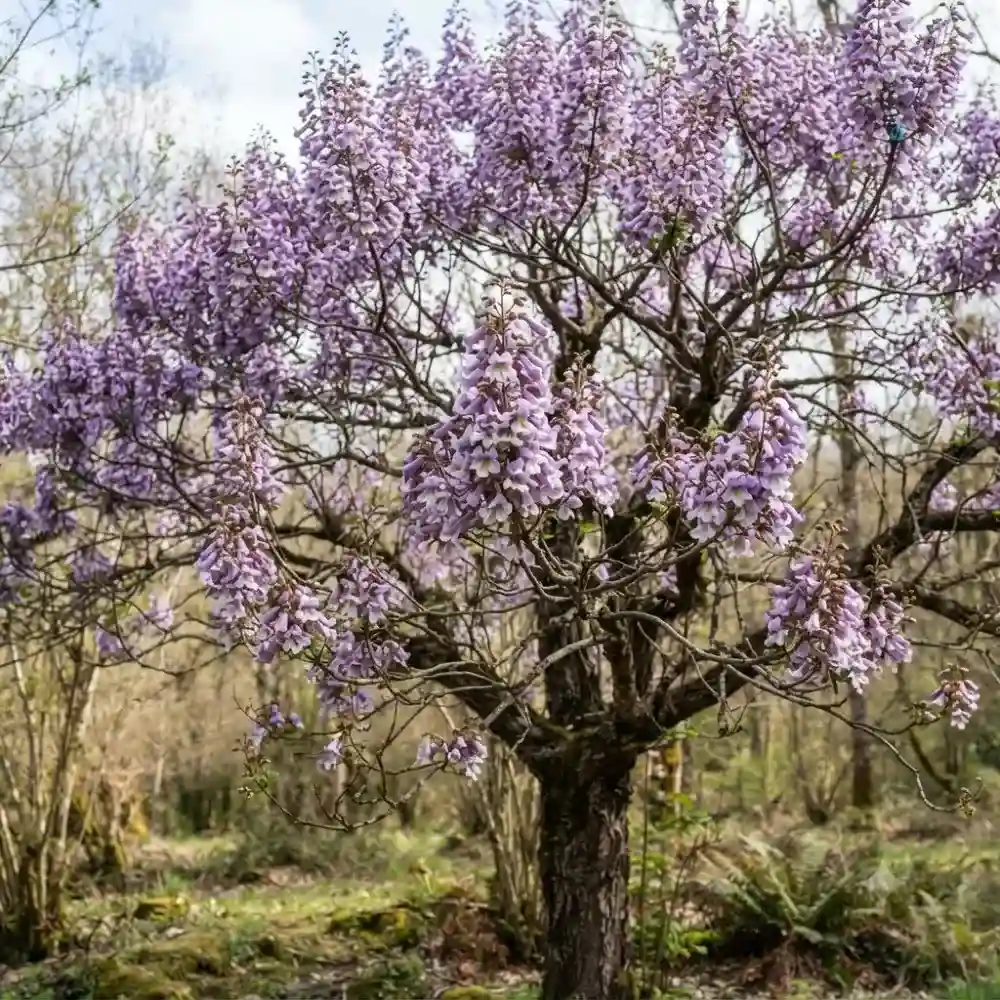 Floraison mauves spectaculaires du paulownia tomentosa au printemps avant les feuilles