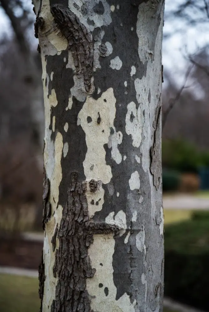 Écorce exfoliante décorative du cornouiller Kousa en hiver