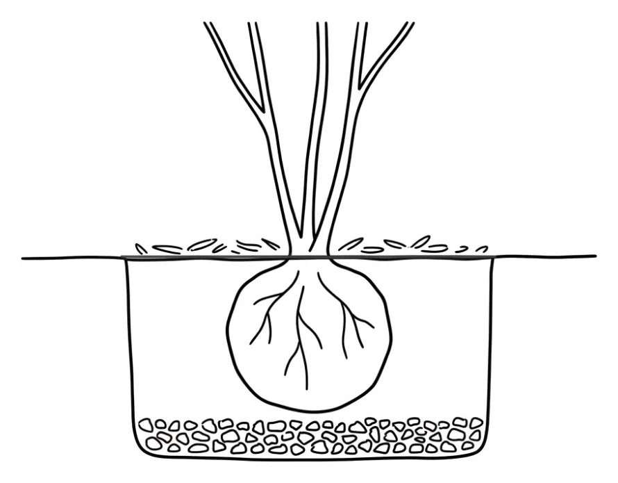 Coupe de plantation d'un cornouiller : fosse deux à trois fois plus large que la motte, couche drainante au fond, motte au niveau du sol, paillis en surface
