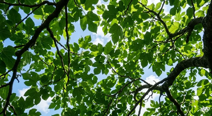 Feuillage large et découpé du mûrier platane en contre-plongée