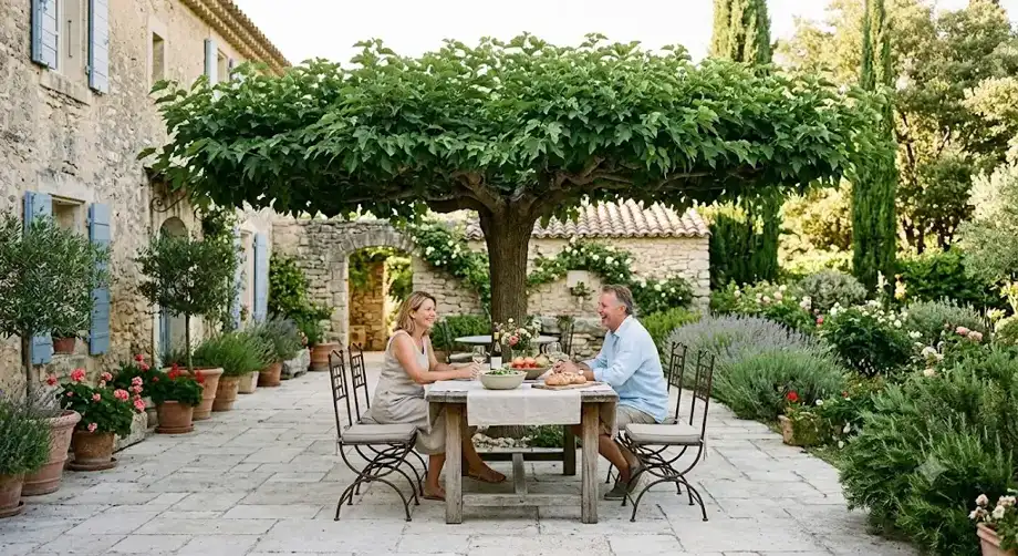 Mûrier platane conduit en parasol au-dessus d'une terrasse ombragée en été