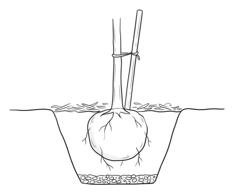 Coupe de plantation d un murier platane