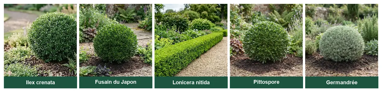 Les cinq alternatives au buis en images : Ilex crenata, Fusain du Japon, Lonicera nitida, Pittospore et Germandrée arbustive
