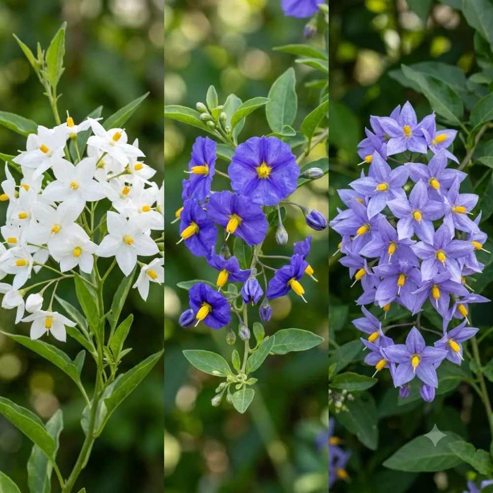 Solanum jasminoides Album en pleine floraison sur mur blanc en été, morelle faux jasmin