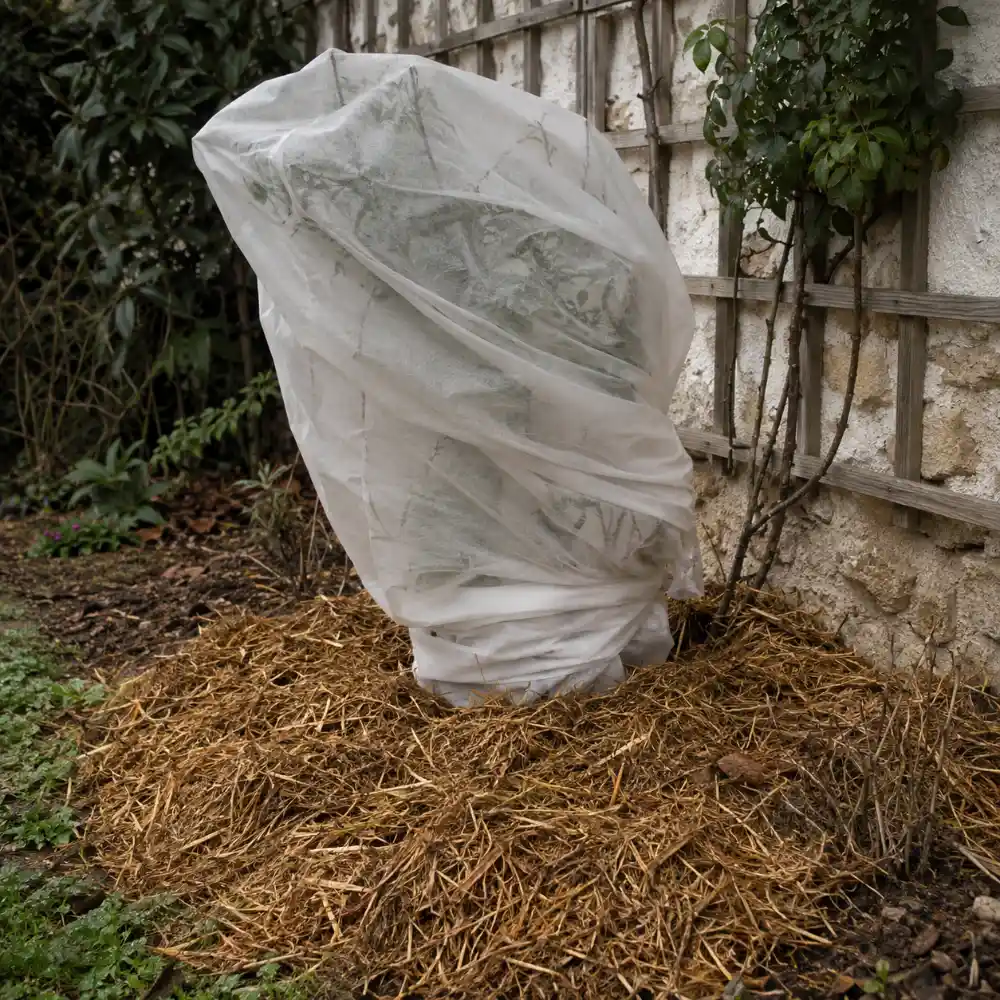 hivernage du Solanum jasminoides en pleine terre, paillage épais et voile d’hivernage en novembre